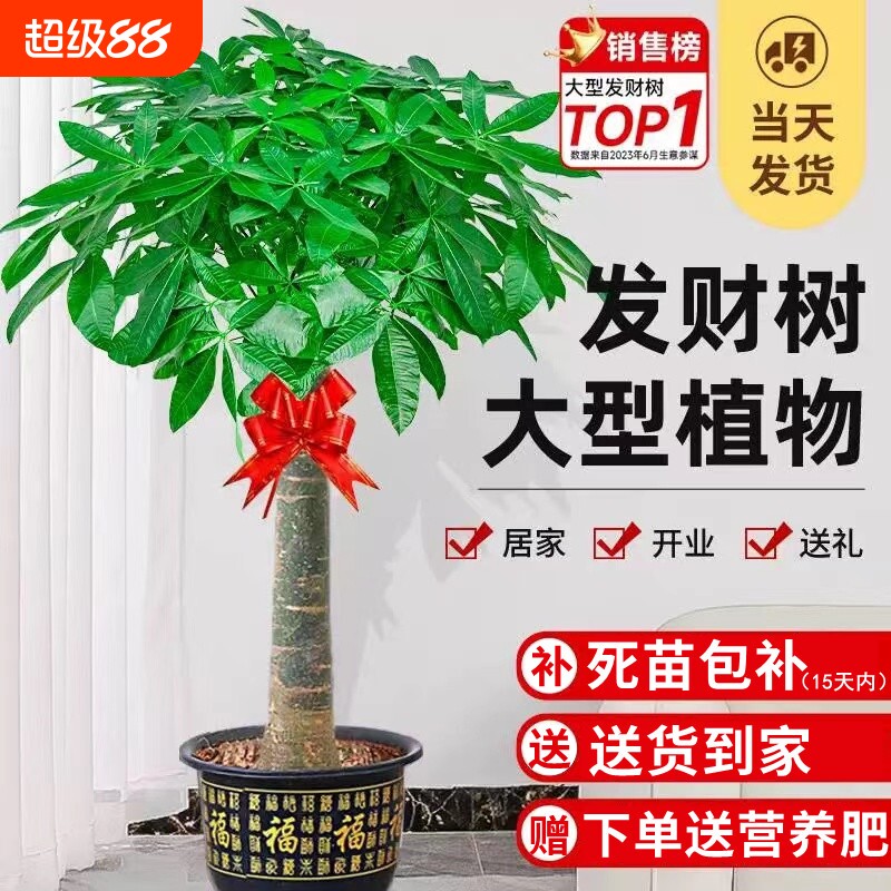 发财树盆栽客厅大型绿植物室内招财树盆景吸甲醛乔迁开业送礼室外图片