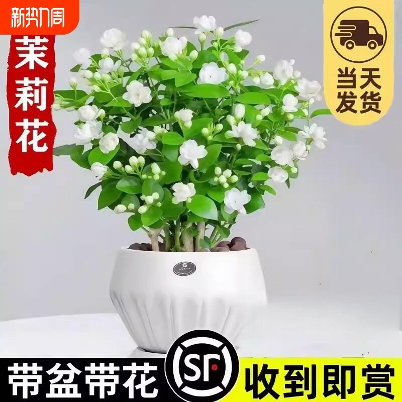 茉莉花苗盆栽带花苞九里香老桩水培栀子花卉绿植物室内四季开阳台