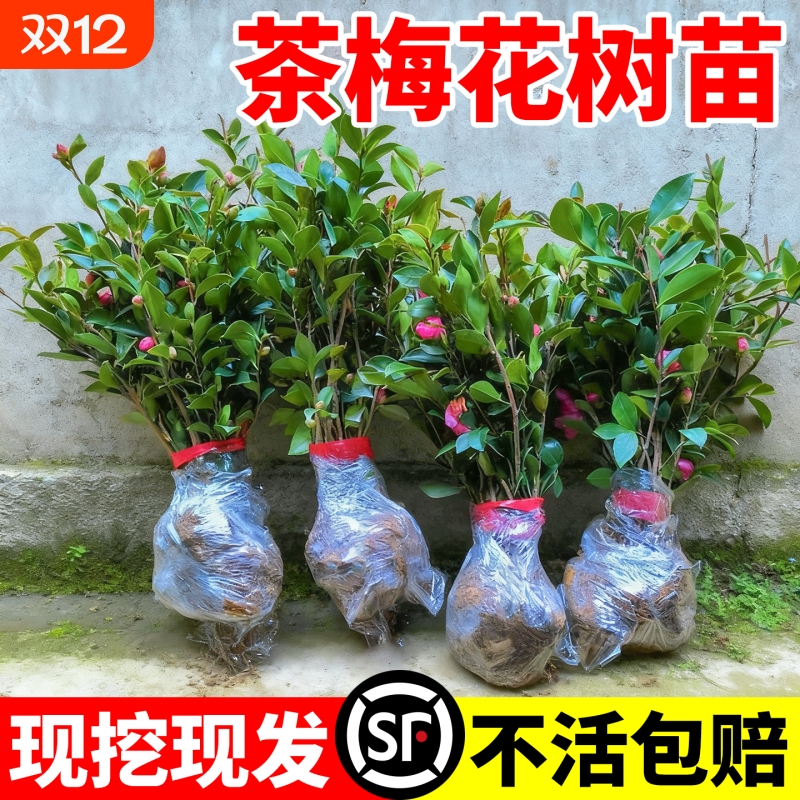 茶梅花树苗冬季开花耐寒耐阴茶花庭院别墅园林工程绿化小苗木室外