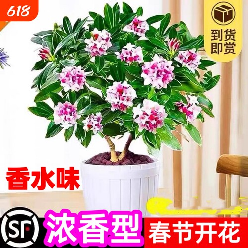 金边瑞香盆栽浓香型植物室内花卉老桩秋冬养耐寒客厅阳台开花庭院