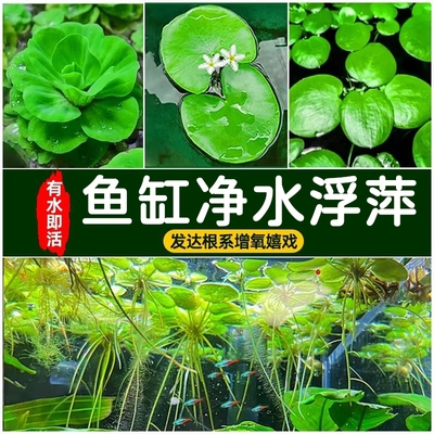 浮萍水草植物鱼缸造景水培真水草