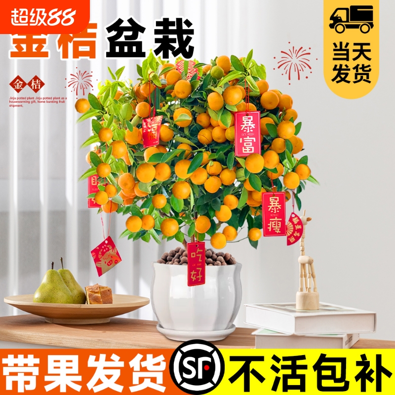 金桔树带果盆栽好养活