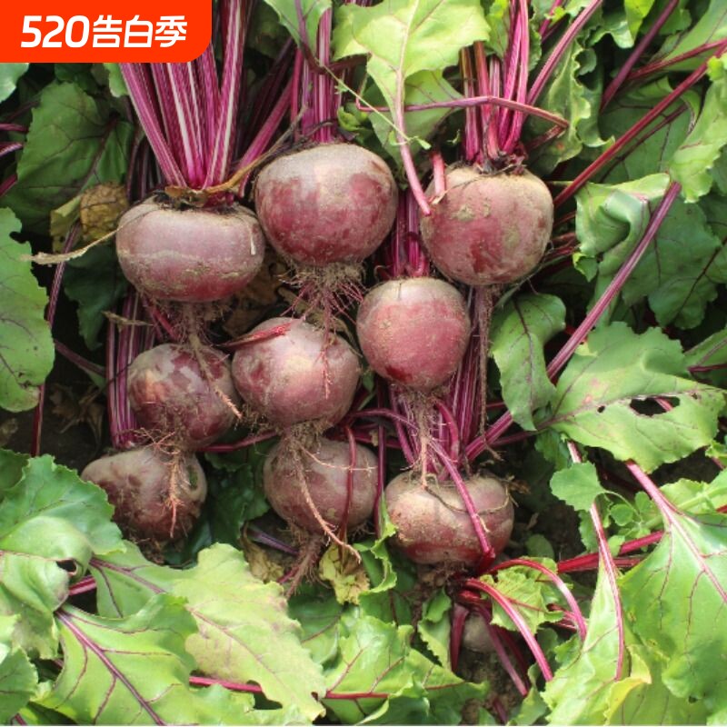 健康低糖甜菜根甜菜头酵素果蔬馒头辅料当季红菜头新鲜