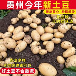 土豆农家自种马铃薯新鲜蔬菜面土豆黄心黄麻子土豆5斤包邮