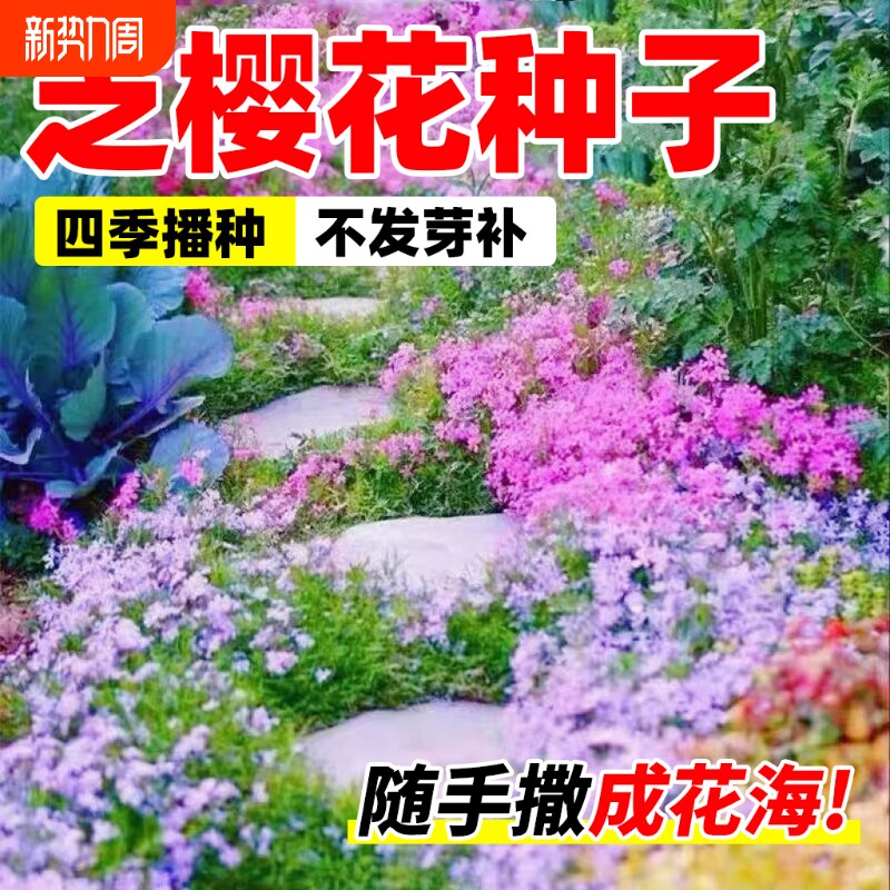 芝樱花籽种子地被植物低矮太阳花种四季播种开花室外庭院花卉草籽