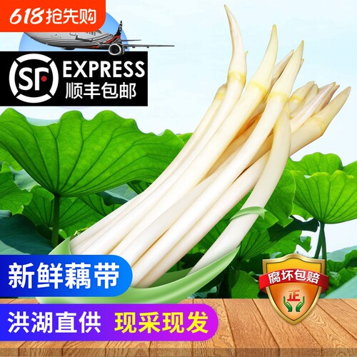 【顺丰包邮】洪湖藕带藕尖藕肠子当季时令蔬菜藕带新鲜洪湖莲藕带