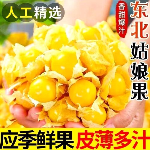 东北特产姑娘果新鲜黄洋菇娘鲜甜