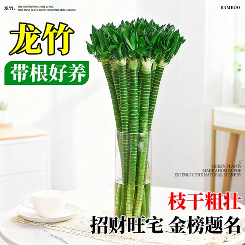 龙竹水培带根文昌竹4支富贵竹植物金榜题名水养客厅室内盆栽绿植