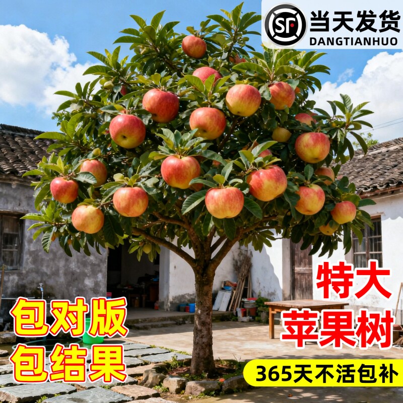 苹果树果苗红富士种植苗耐寒南方树苗冰糖心果树当年结果庭院超甜