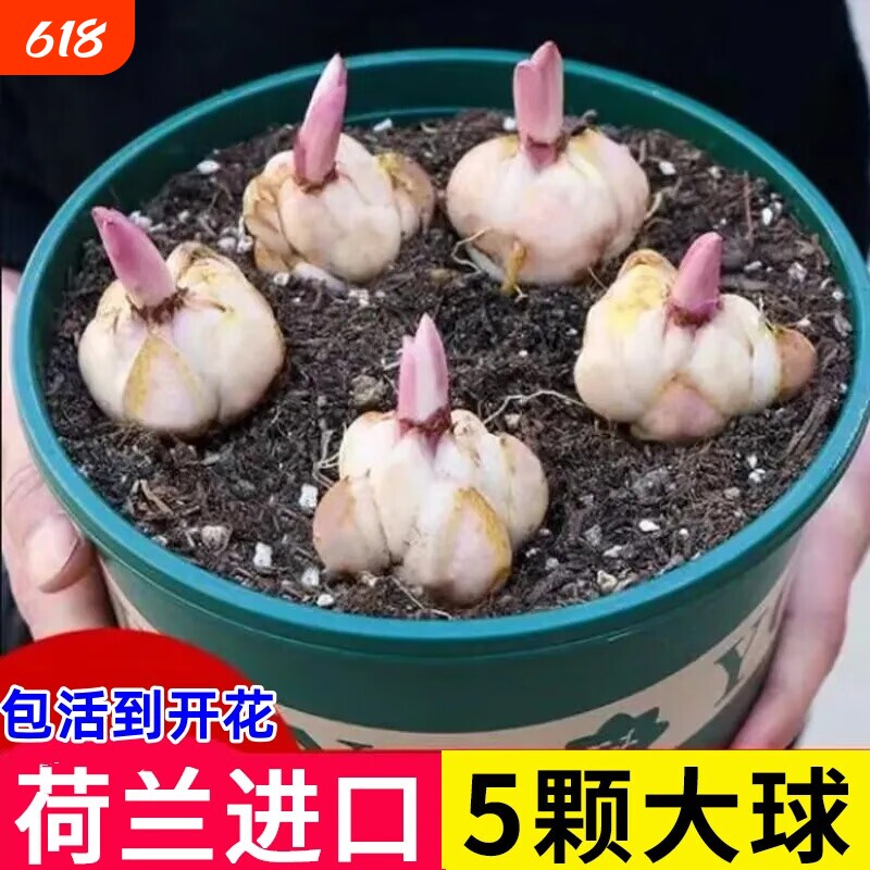 进口香水百合种球四季开花室内外阳台多头百合耐寒好养重瓣种植