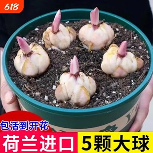 进口香水百合种球四季开花室内外阳台多头百合耐寒好养重瓣种植
