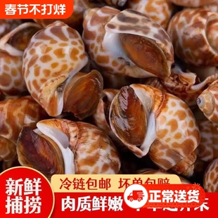 花螺活体冷冻新鲜海螺特大号海鲜水产非东风螺大花螺贝类深沟螺