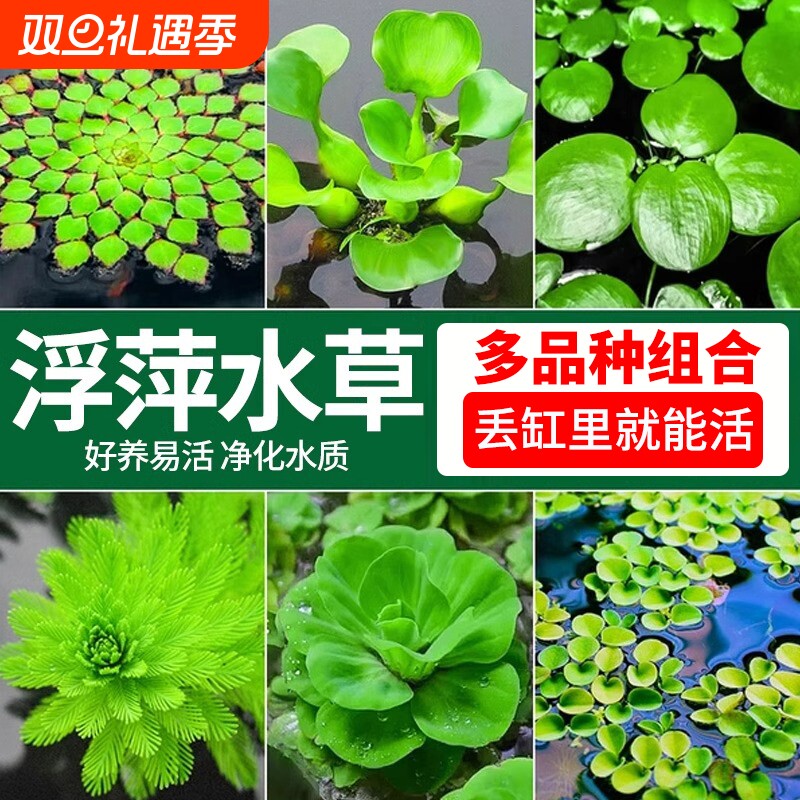 浮萍水草植物一叶莲鱼缸造景水培漂浮水芙蓉水葫芦睡莲净水真水草