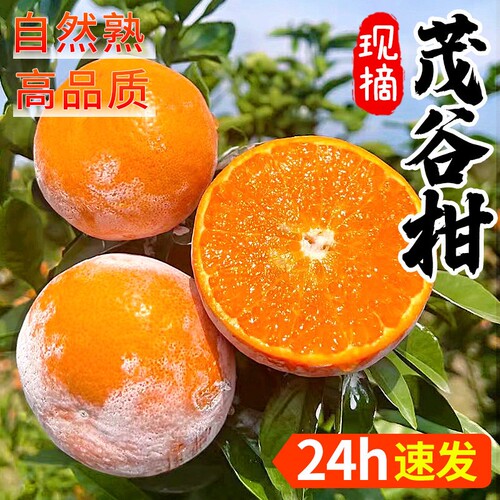 茂谷柑5斤新鲜当季整箱