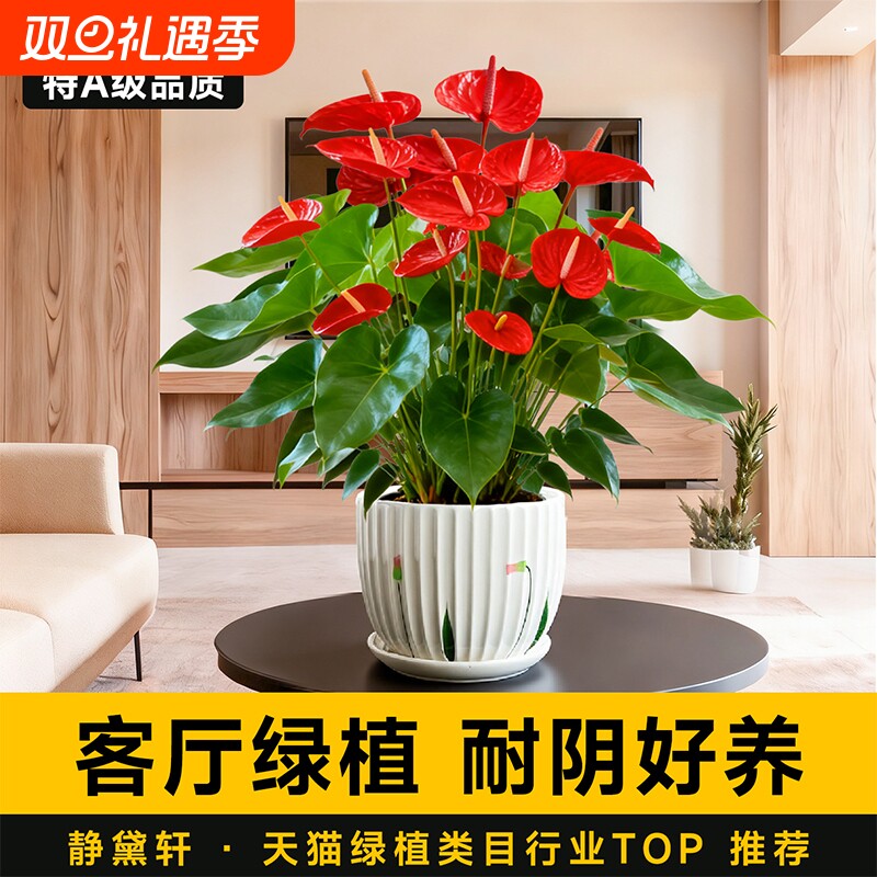 特级红掌盆栽鸿运当头客厅卧室书房盆栽净化空气新手好养送礼绿植