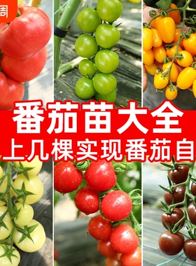 黄色圣女果种子春秋季播水果樱桃番茄阳台四季蔬菜梦想冰淇淋草莓