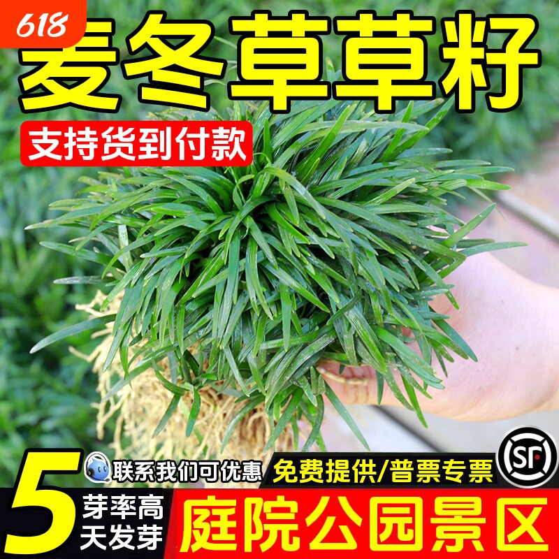 麦冬草草籽玉龙草日本矮麦冬草种籽细叶四季青麦冬籽庭院绿化种子