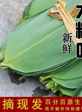 特大新鲜粽叶100片天然野生箬叶包粽子叶子非干粽叶新叶竹叶包邮