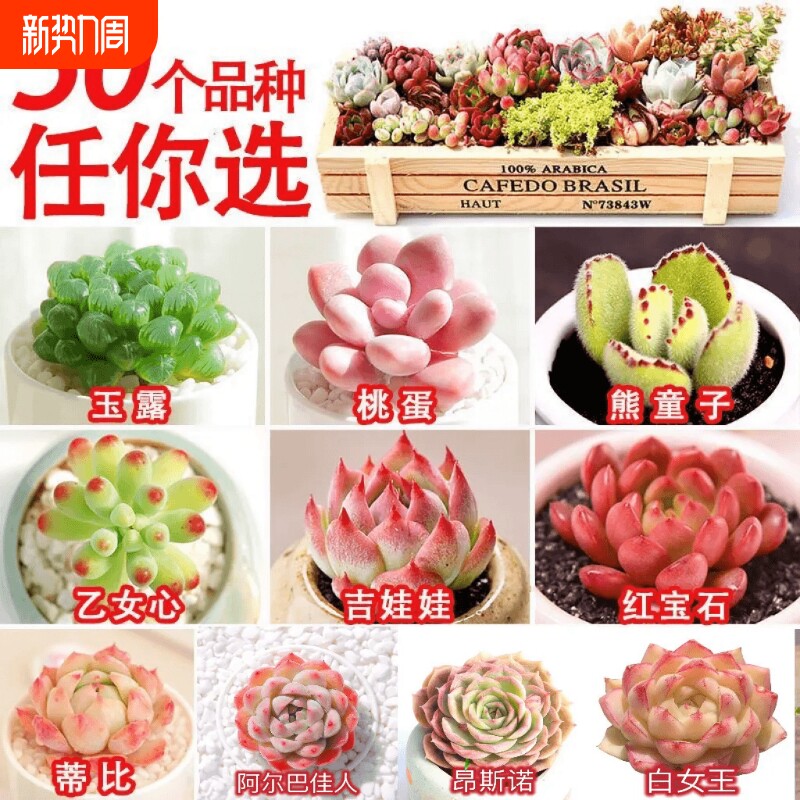 多肉 多肉植物套餐系列组合搭配花卉盆栽绿植 多肉新手入门