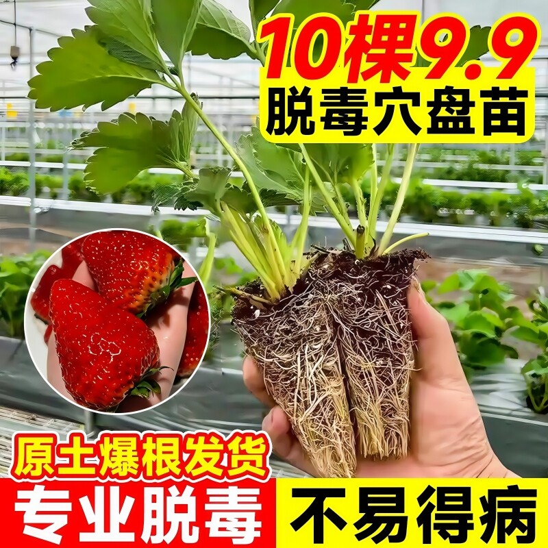 奶油草莓苗盆栽四季结果种植冬季蔬菜草莓种籽子带盆带土室内阳台
