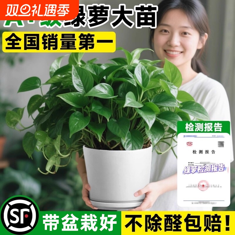 绿萝盆栽室内长藤大叶植客