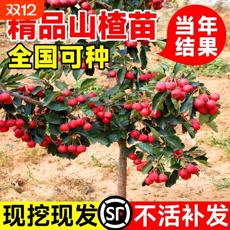大金星山楂树苗|超3000次加购