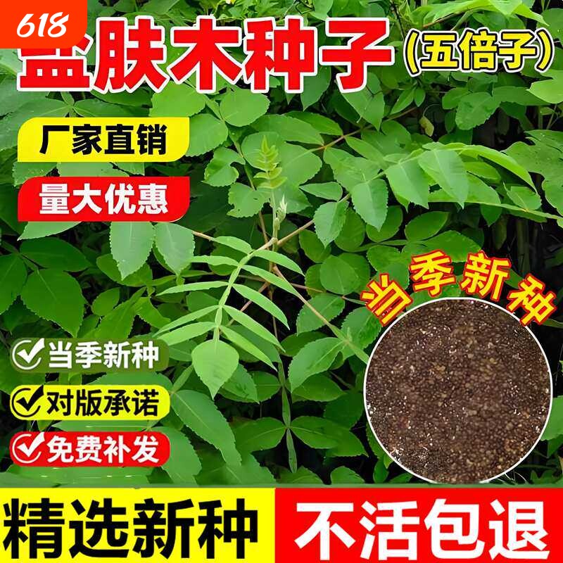 盐肤木种子当年新采五倍子蜜源树种耐寒耐旱公路护坡绿化林木种籽