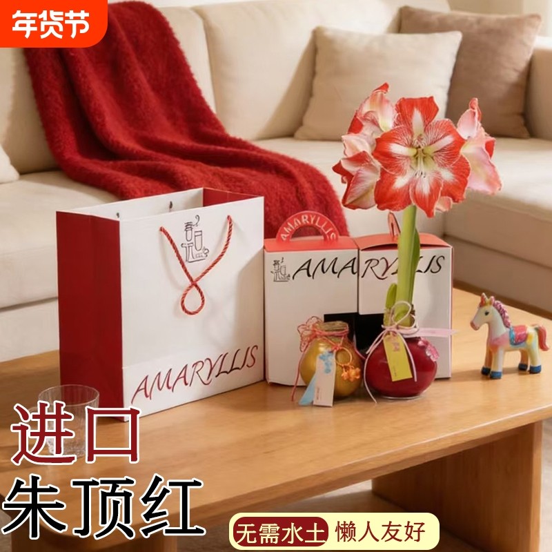 蜡封朱顶红进口花卉重瓣种球礼盒新年宵花盆栽绿植物注定花期开花,鲜花速递/花卉仿真/绿植园艺,种球/裸根,淘宝优惠券,粉丝福利购,淘宝优惠卷