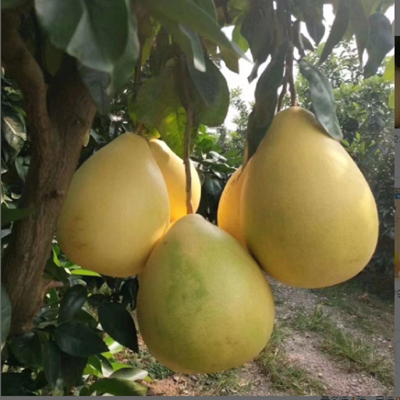 现摘现发白心柚似水晶甜度味道正宗蜜柚酸甜可口性价比整箱红心