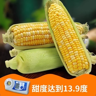 广西现摘大甜玉米9斤粘糯水果玉米甜苞谷云南5当季水果玉米甜玉米