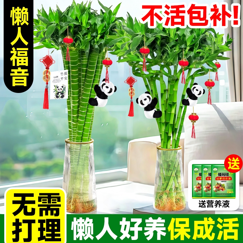 富贵竹水培植物转运竹文昌竹绿植盆栽室内桌面客厅四季好养招财