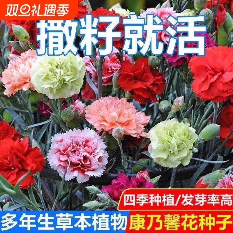 康乃馨花种子四季室内开花卉不断盆栽庭院花卉观花植物花籽好养活
