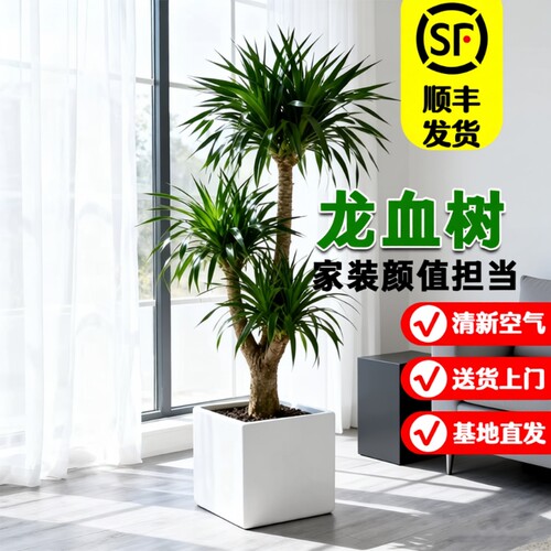 高级感龙血树除甲醛旺宅好养