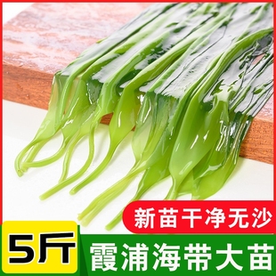 霞浦海带大苗盐渍新鲜海带脆苗凉拌火锅香炒煮汤食材醉天舟水产品