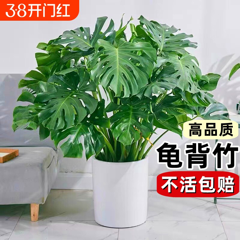 龟背竹盆栽老桩客厅大型绿植物室内吸甲醛四季常青水培富贵竹花卉