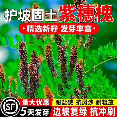 紫穗槐种子护坡固土灌木种籽多年生耐寒耐旱园林工程绿化草坪草籽