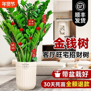 金钱树盆栽室内好养绿植花卉办公室客厅大花盆大型摇钱串子招财树