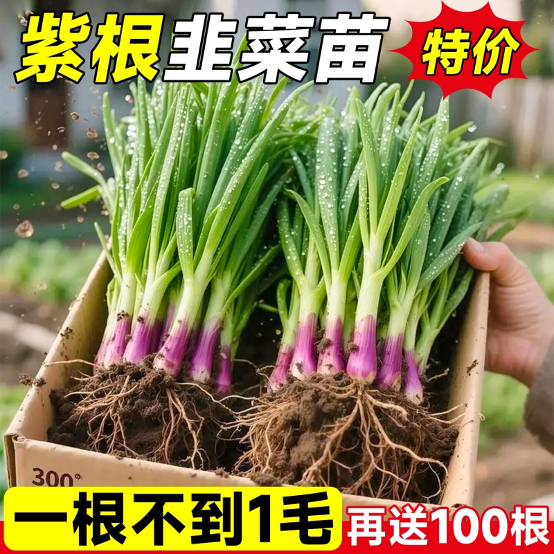 四季韭菜根苗大叶宽叶蔬菜紫根现挖阳台盆栽红根九菜秋冬季韭菜苗