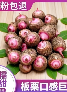 浙江金华红芽芋当季新鲜小香芋艿牛奶芋头槟榔毛芋头蔬菜软糯芋头