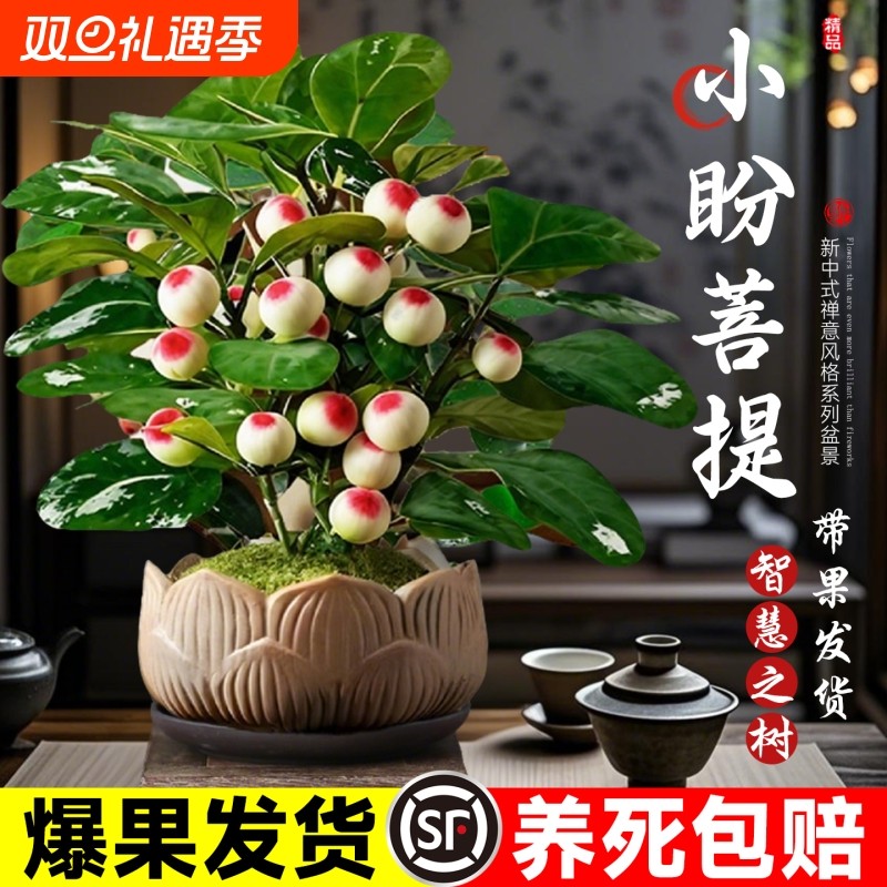 小盼菩提盆栽带果办公室内客厅绿植桌面老桩盆景摆件好养茶室卧室