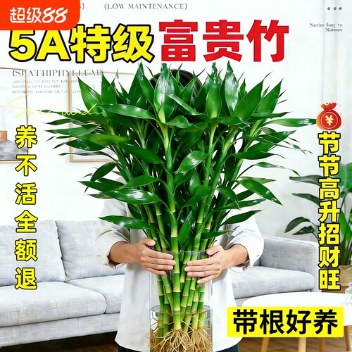特级富贵竹带根水培植物客厅招财室内花卉绿植观音竹转运竹子盆栽