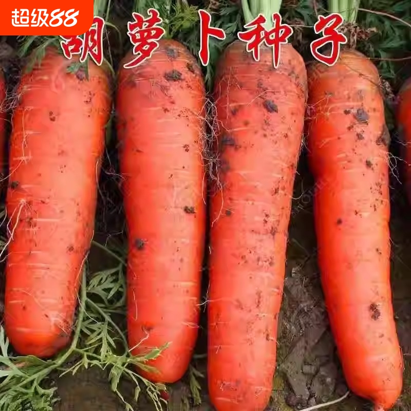 七寸参红胡萝卜种子四季胡萝卜的种子水洗红萝卜兔子草种籽子