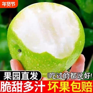 正宗砀山青梨皇冠梨当季新鲜水果翠冠梨青酥蜜梨早酥梨雪梨青皮梨