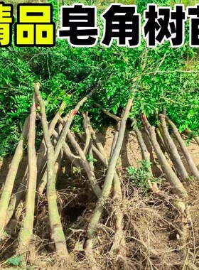 皂角树苗庭院地栽绿化大刺造刺树药用皂荚篱笆围墙防护墙阳台小苗