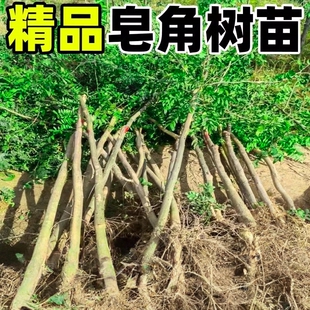 皂角树苗庭院地栽绿化大刺造刺树药用皂荚篱笆围墙防护墙阳台