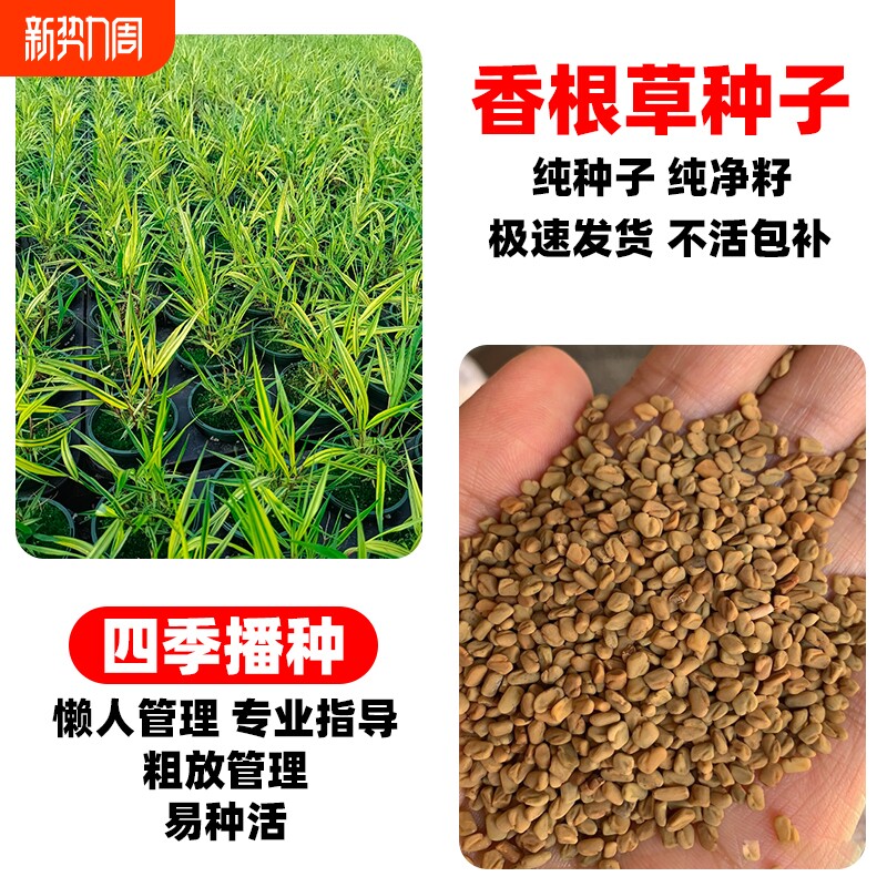 香根草种子四季常青耐寒耐旱野芒草糖蜜草种子孑护坡固土牧草种籽