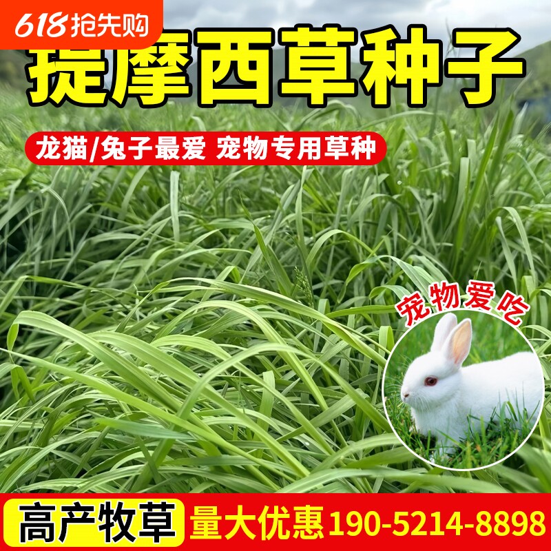 提摩西草种子提草梯牧草养兔荷兰猪豚鼠等宠物口粮多年生牧草种子