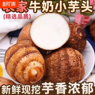 正宗农家牛奶小芋头新鲜粉糯小香芋农家蔬菜毛芋头仔芋圆软糯