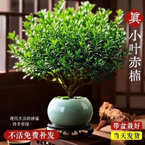 小叶赤楠盆景植物老桩金丝楠木盆栽室内中式禅意绿植办公桌面绿植