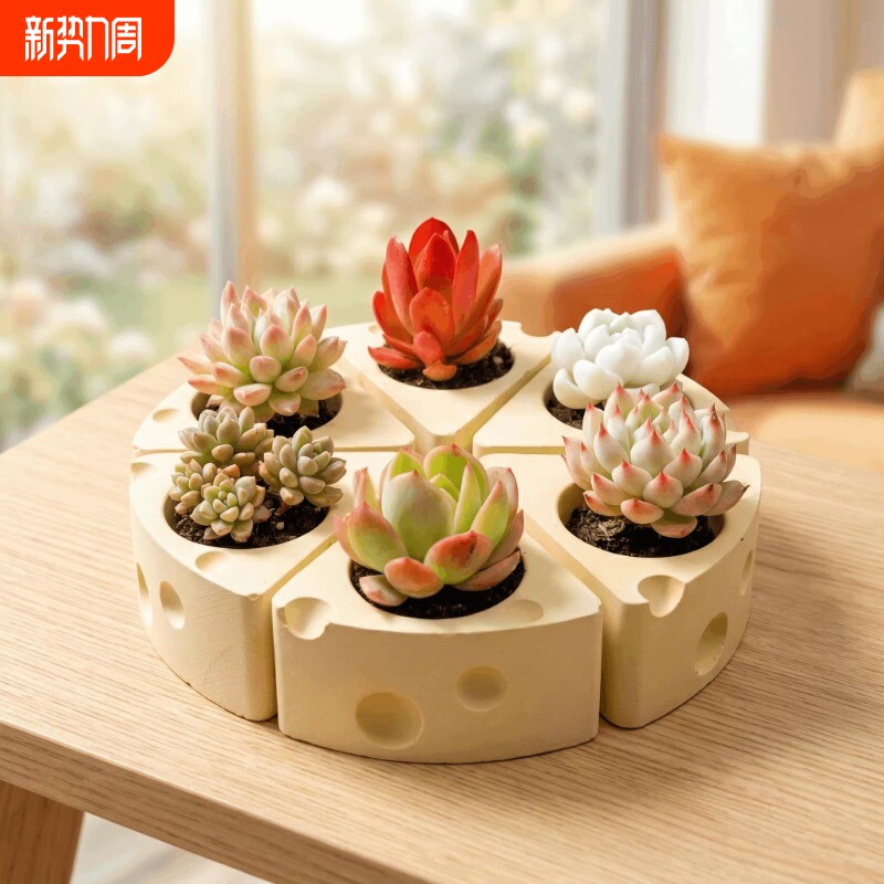 多肉植物奶酪花盆桌面绿植盆栽小众装饰带土套餐组合办公桌阳台